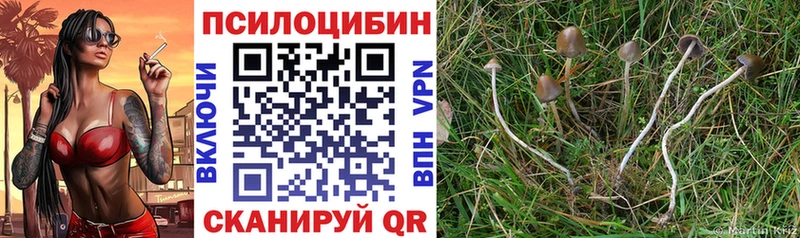 продажа наркотиков  Алатырь  Псилоцибиновые грибы Cubensis 